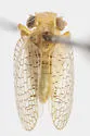 Neaethus perlucidus - photo 4