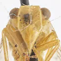 Neaethus perlucidus - photo 5