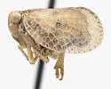 Neaethus uniformis