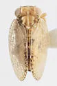 Neaethus uniformis - photo 2