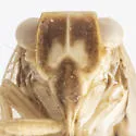 Neaethus uniformis - photo 3