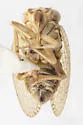 Neaethus uniformis - photo 4
