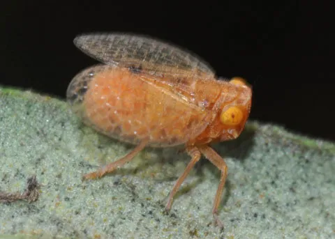 Neaethus vitripennis - photo 2