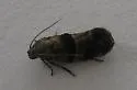 Nealyda phytolaccae - photo 4