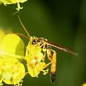 Neamblymorpha milva