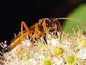 Neamblymorpha milva - photo 2