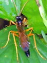 Neamblymorpha milva - photo 3