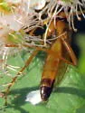 Neamblymorpha milva - photo 4