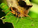 Neamblymorpha milva - photo 5