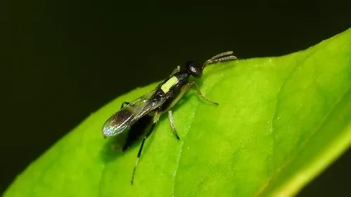 Neanastatidae - Neanastatidae