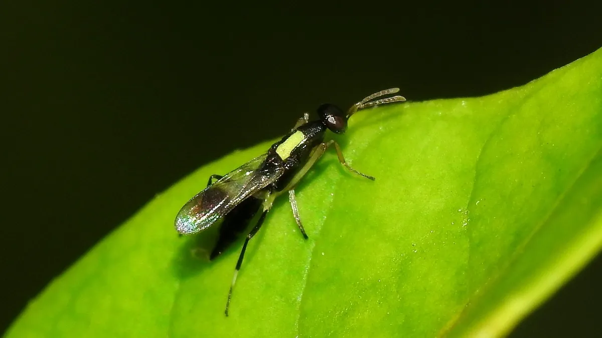 Neanastatidae - photo 3