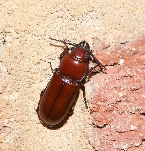 Pole Borer