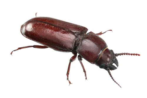 Pole Borer - photo 3