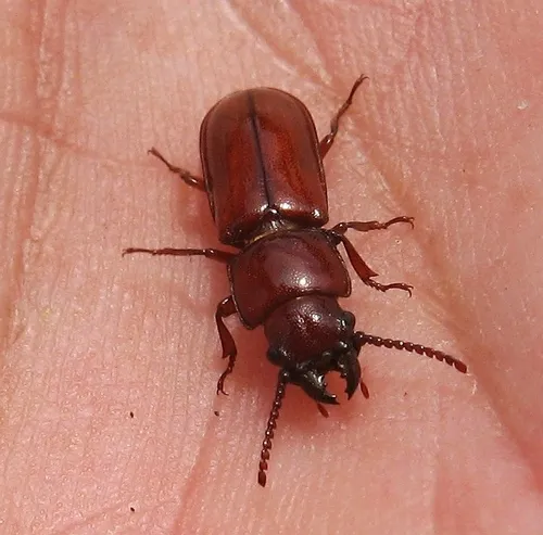Pole Borer - photo 4