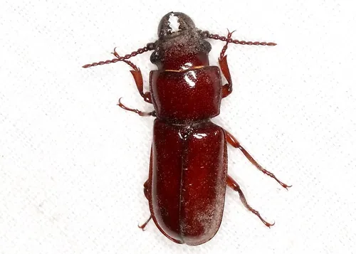 Pole Borer - photo 5
