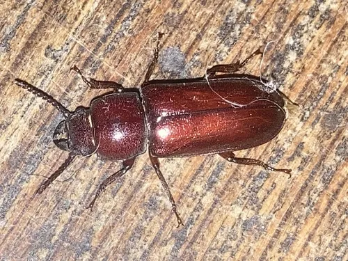Pole Borer - photo 6