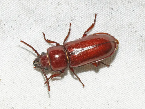 Pole Borer - photo 7