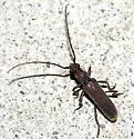 Neaneflus fuchsii - photo 2