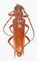 Neaneflus fuchsii - photo 3