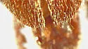 Neaneflus fuchsii - photo 5