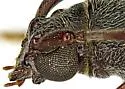 Neaneflus opacicornis - photo 2