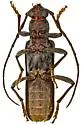 Neaneflus opacicornis - photo 3