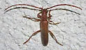 Neaneflus opacicornis - photo 4