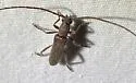 Neaneflus opacicornis - photo 5