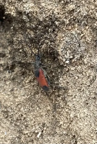 Neanthophylax mirificus - photo 2