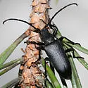 Neanthophylax tenebrosus