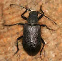Neanthophylax tenebrosus - photo 2
