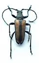 Neanthophylax tenebrosus - photo 4
