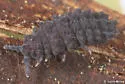 Bear-bodied Springtail
