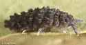 Bear-bodied Springtail - photo 2