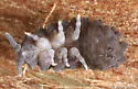 Bear-bodied Springtail - photo 3