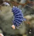 Bear-bodied Springtail - photo 5