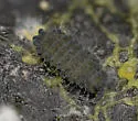 Neanura persimilis