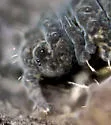 Neanura persimilis - photo 2