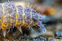 Neanura persimilis - photo 4
