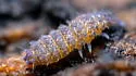 Neanura persimilis - photo 5