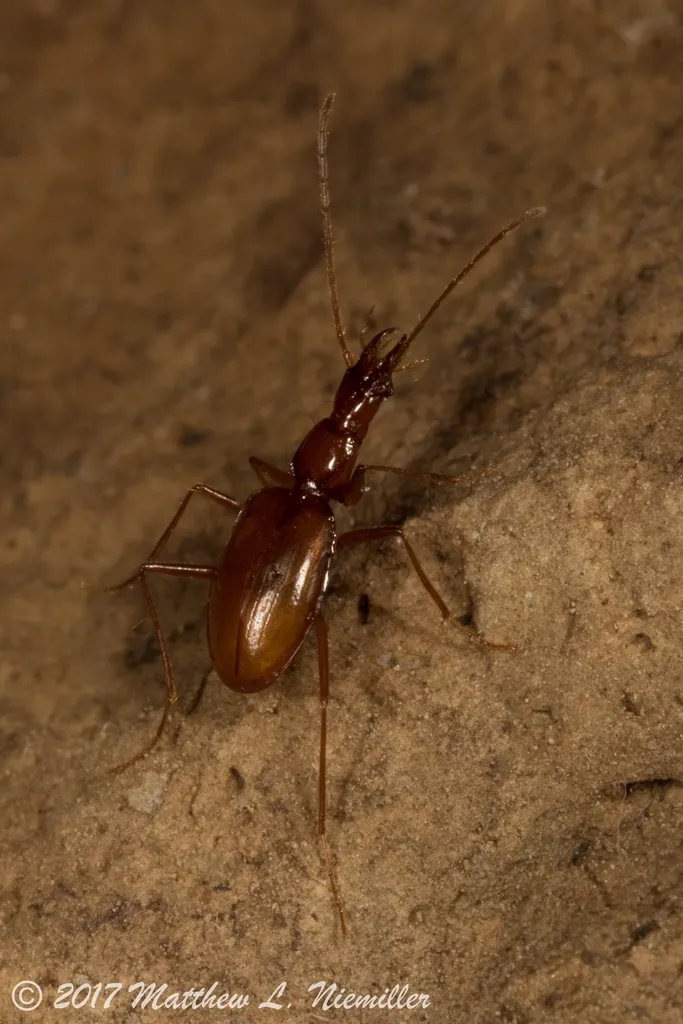 Neaphaenops tellkampfi - photo 2