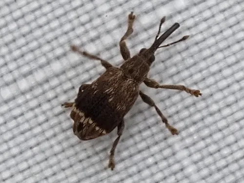 Neapion herculanum