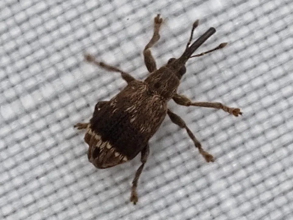 Neapion herculanum - photo 2