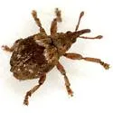 Neapion xanthoxyli