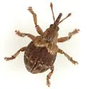 Neapion xanthoxyli - photo 2