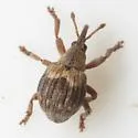 Neapion xanthoxyli - photo 3