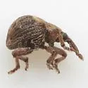Neapion xanthoxyli - photo 4