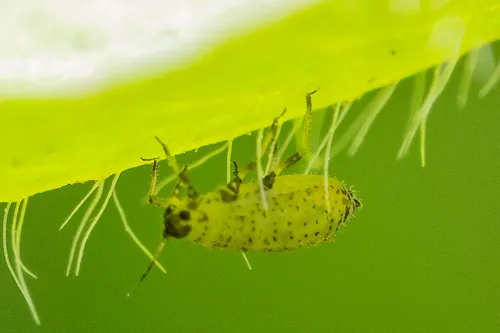 Short-beaked Clover Aphid
