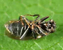Nearcticorpus canadense - photo 2
