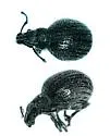 Sagebrush Weevil